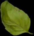 Floating basil leaf